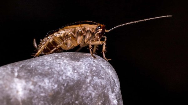 Débarassez-vous définitivement des cafards grâce à une intervention professionnelle