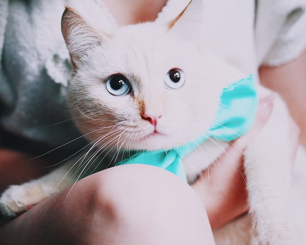 Comment choisir les chaussettes pour votre chat ?