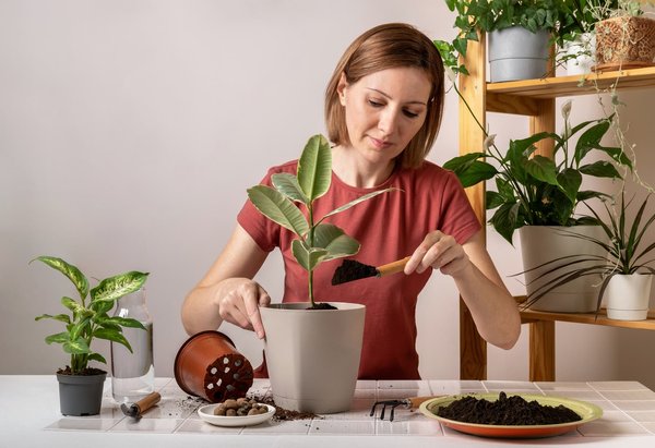 Comment prendre soin de ses plantes d'intérieur ?